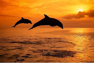 Hooded Horse获《影子诡局：被诅咒的海盗》发行权