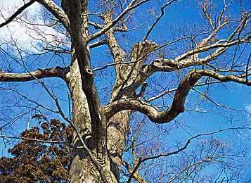 《机甲战士5：部落》首日也将登陆Game Pass